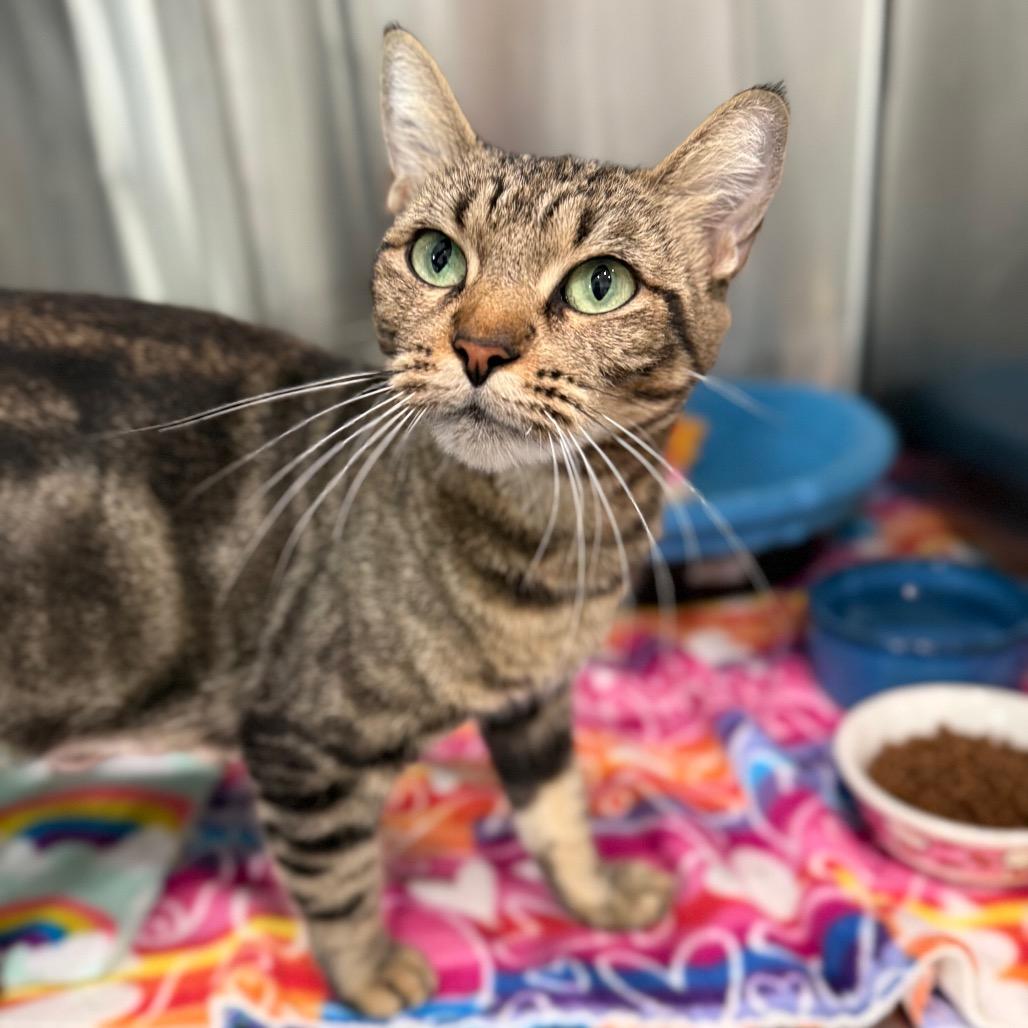 Enlarge Gemma, a Adopted Domestic Short Hair in Bradenton, FL image 3/3