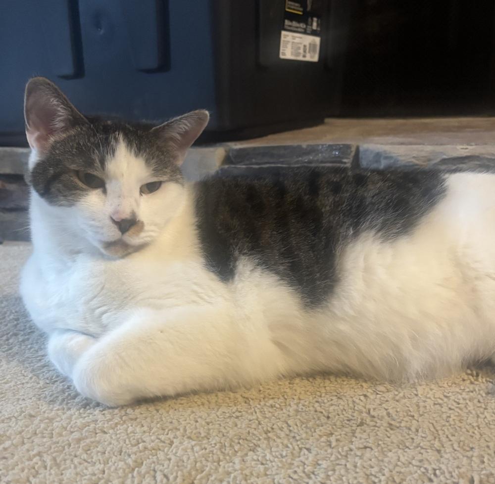 Enlarge McFlurry, a Adoptable Domestic Short Hair in Burlington, NC image 1/5