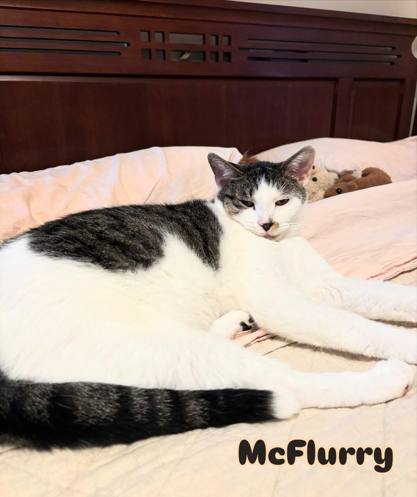 Enlarge McFlurry, a Adoptable Domestic Short Hair in Burlington, NC image 1/4