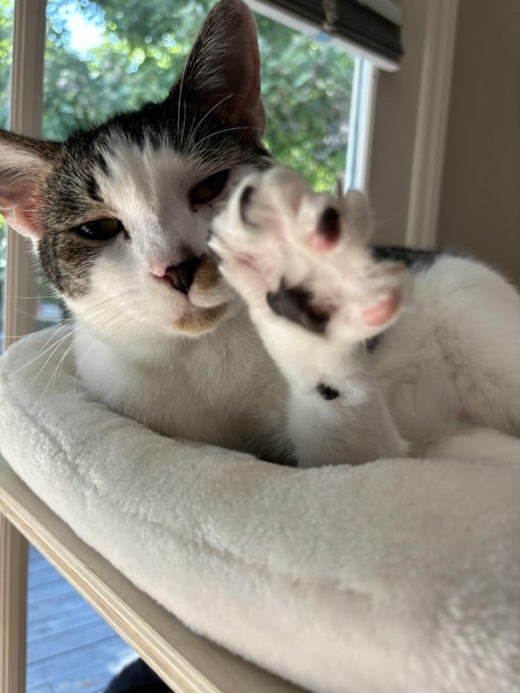 Enlarge McFlurry, a Adoptable Domestic Short Hair in Burlington, NC image 2/4