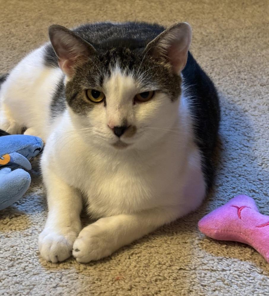 Enlarge McFlurry, a Adoptable Domestic Short Hair in Burlington, NC image 3/4