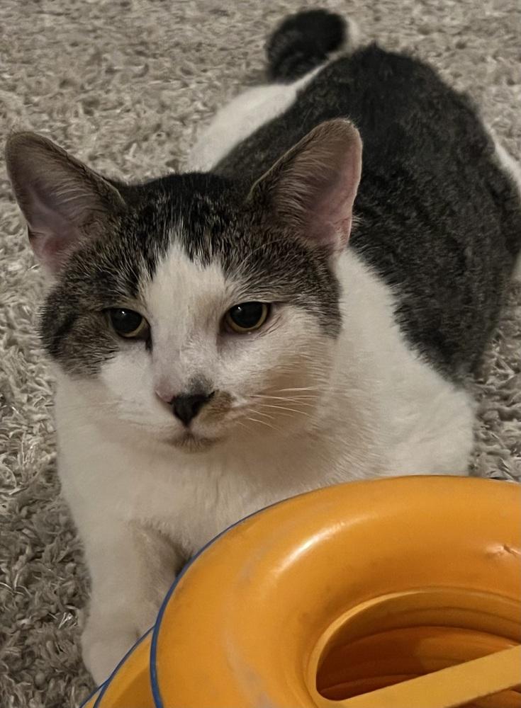 Enlarge McFlurry, a Adoptable Domestic Short Hair in Burlington, NC image 4/4