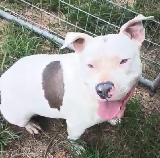 Enlarge Mandy, a ADOPTABLE American Bully in Fort Payne, AL image 2/4