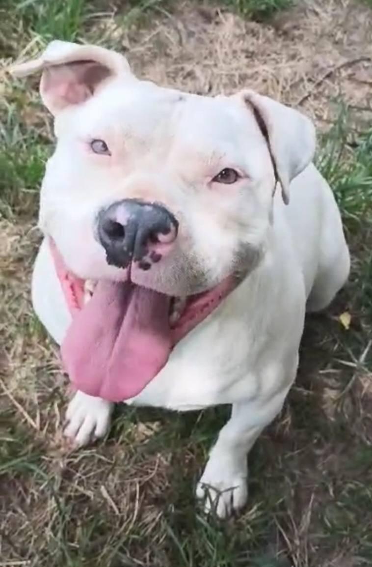 Enlarge Mandy, a ADOPTABLE American Bully in Fort Payne, AL image 1/4