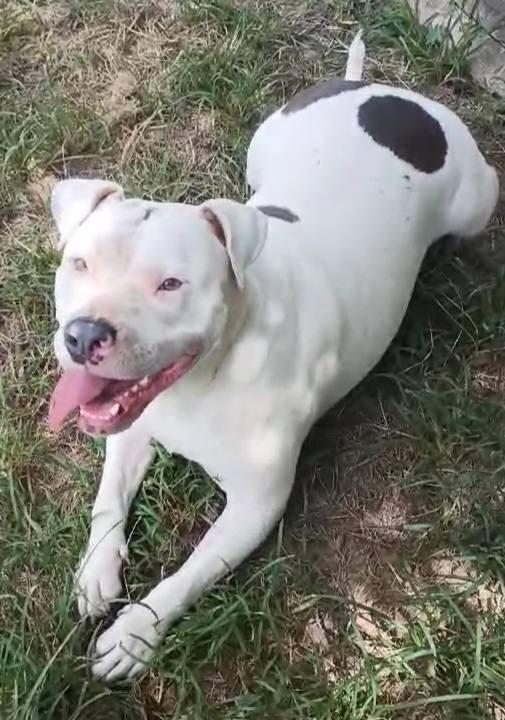 Enlarge Mandy, a ADOPTABLE American Bully in Fort Payne, AL image 4/4