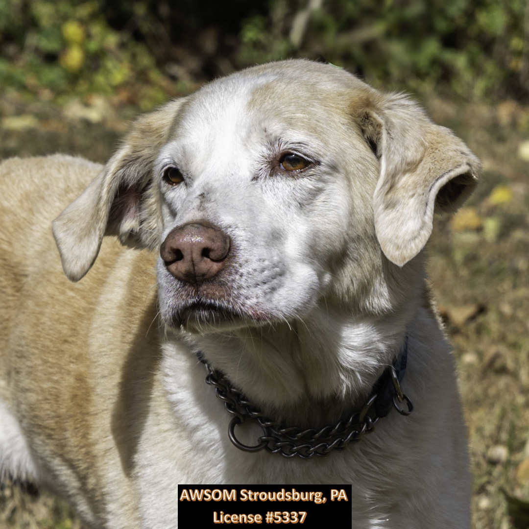 Dog for adoption Benjamin, a Yellow Labrador Retriever Mix in