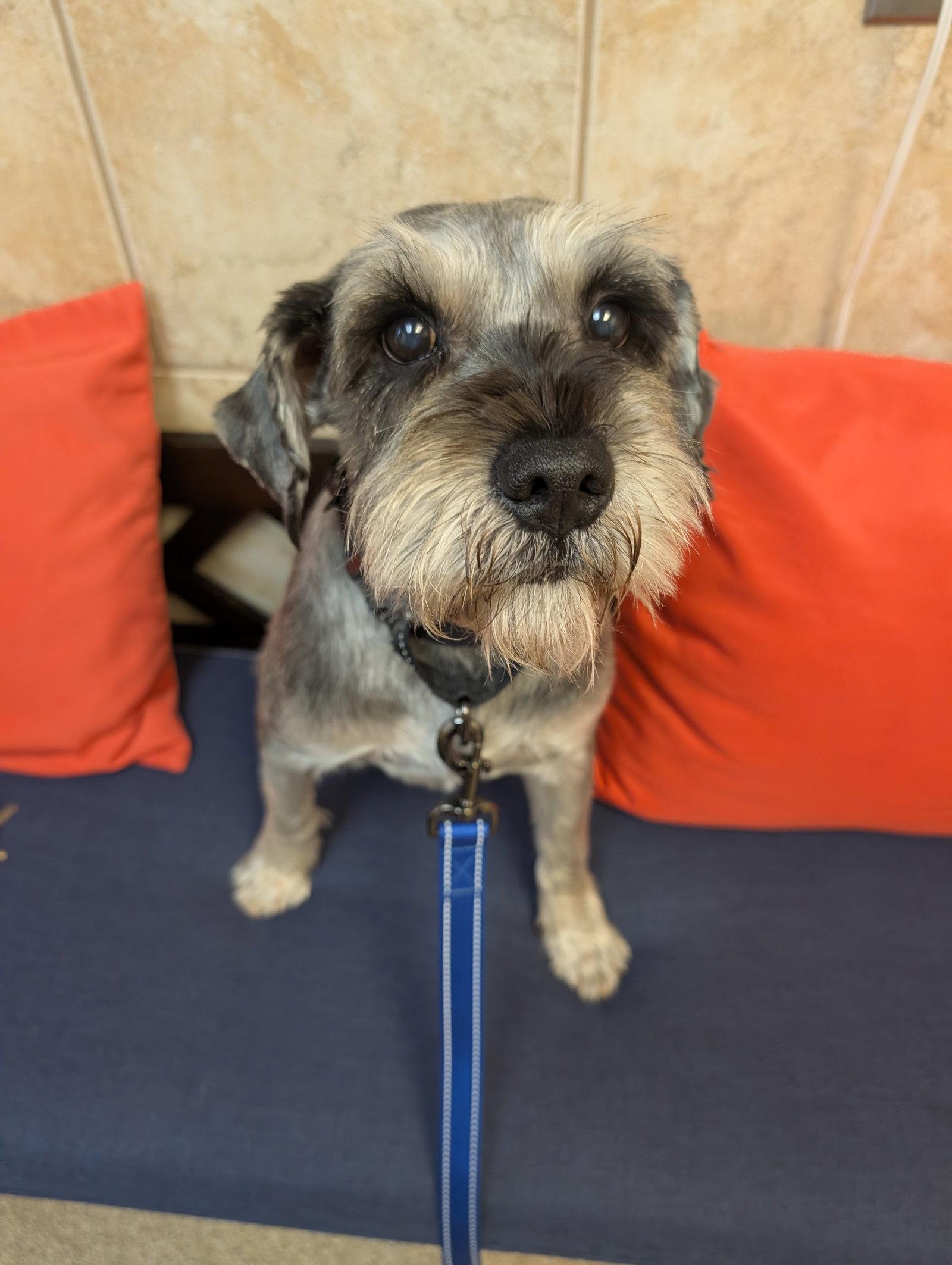 Spencer, Adoptable, Adult Male Schnauzer.
