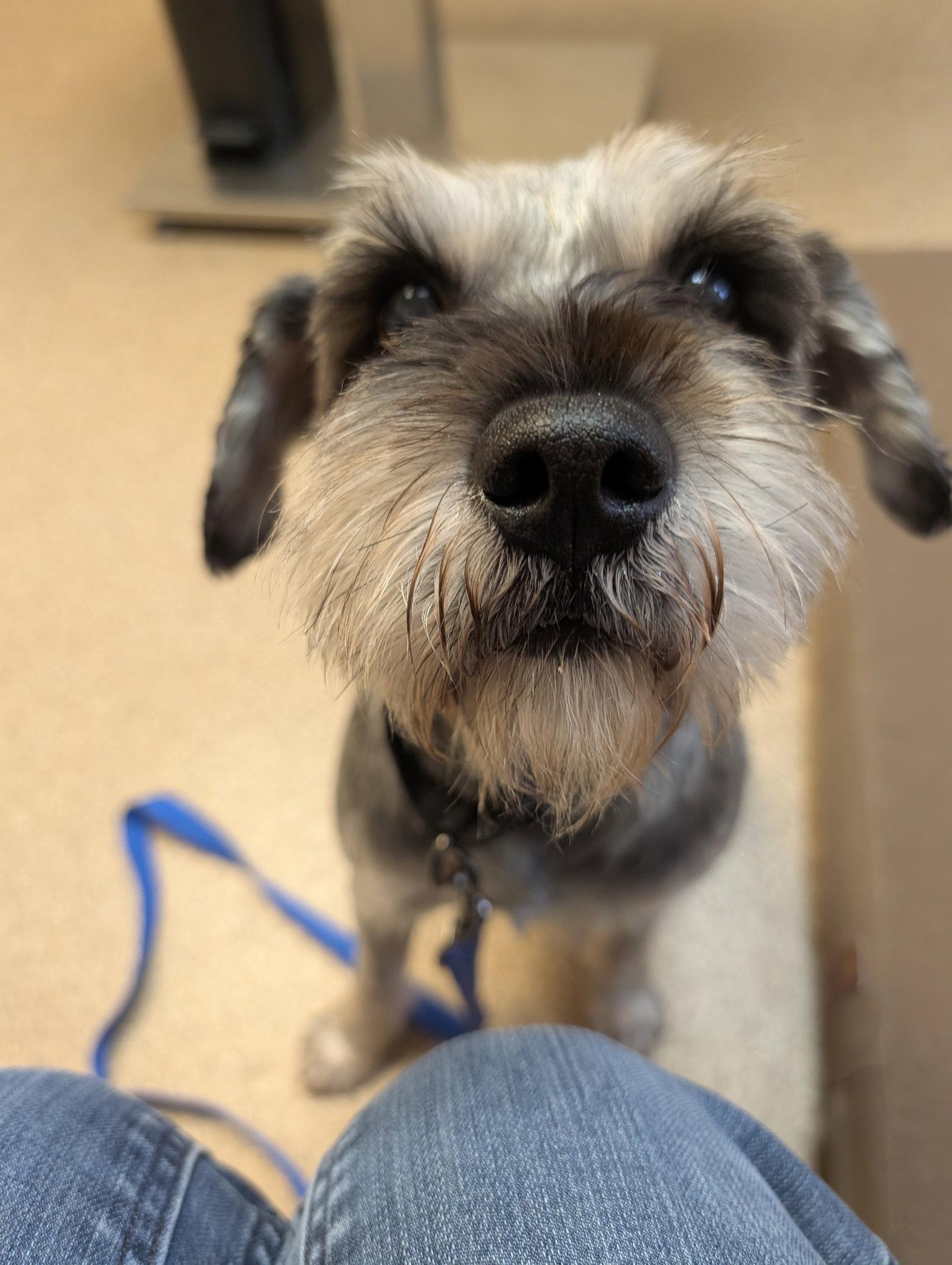 Enlarge Spencer, a Adoptable Schnauzer in Ceres, VA image 2/2