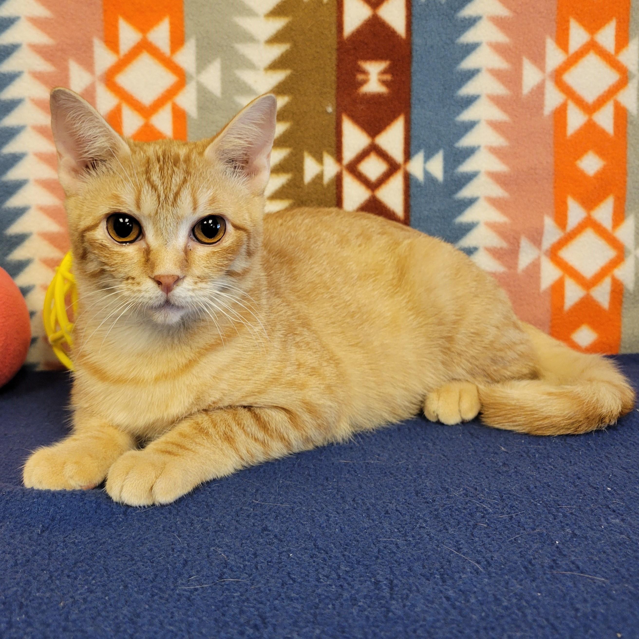 Enlarge Petra, a ADOPTABLE mixed breed in ALPINE, TX image 3/5