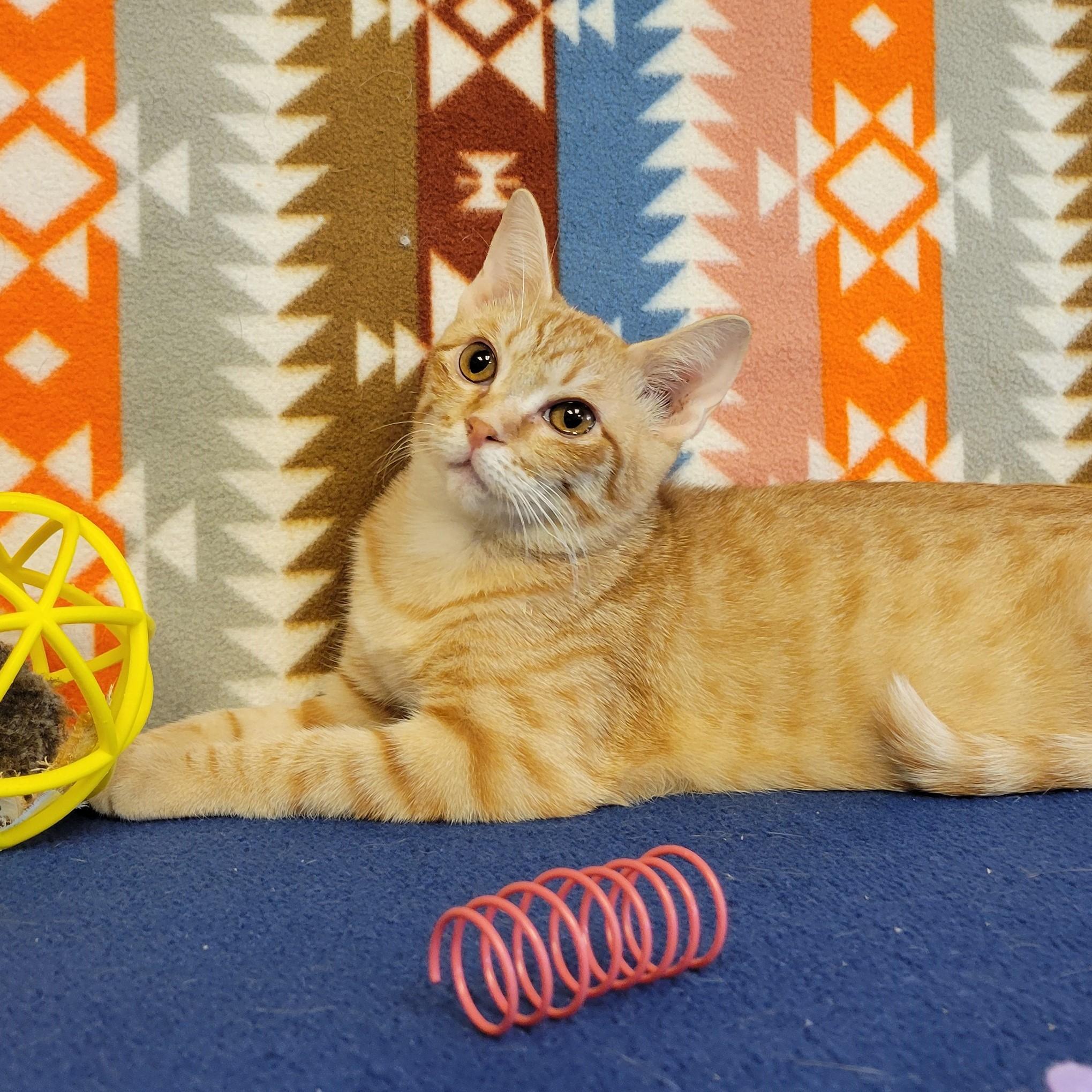 Enlarge Petra, a ADOPTABLE mixed breed in ALPINE, TX image 5/5