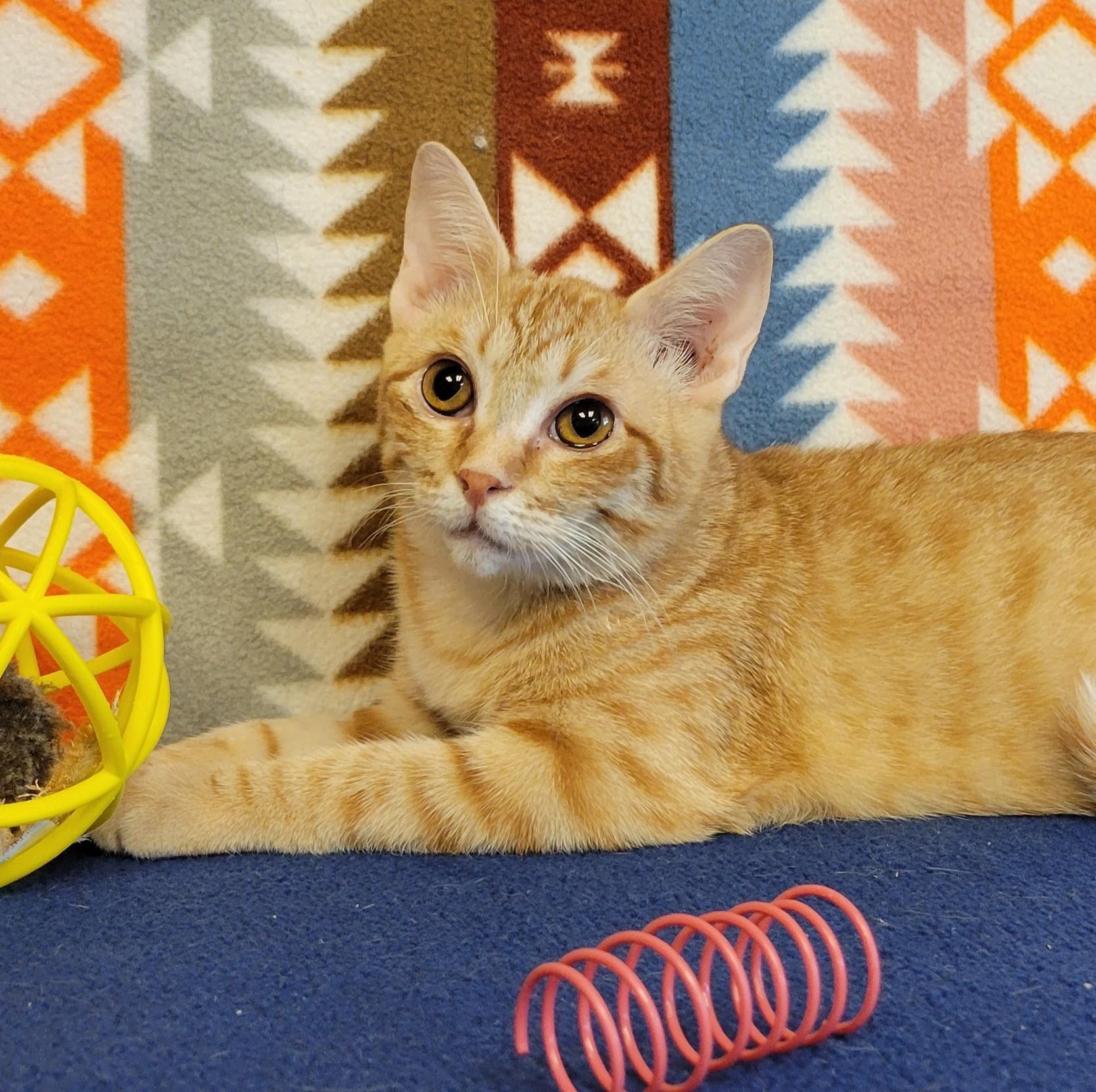 Petra, ADOPTABLE, Young Female Domestic Short Hair.