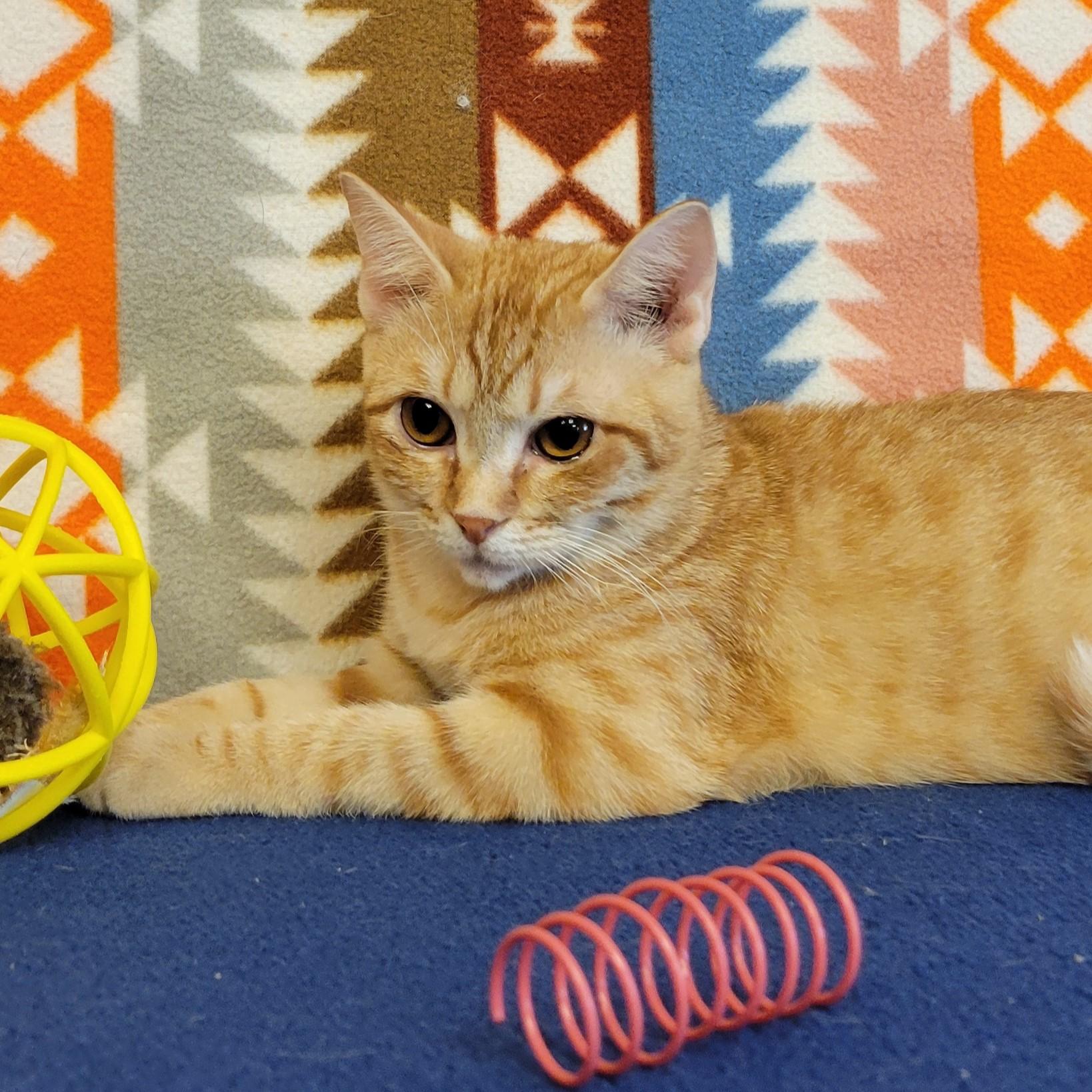 Enlarge Petra, a ADOPTABLE mixed breed in ALPINE, TX image 4/5