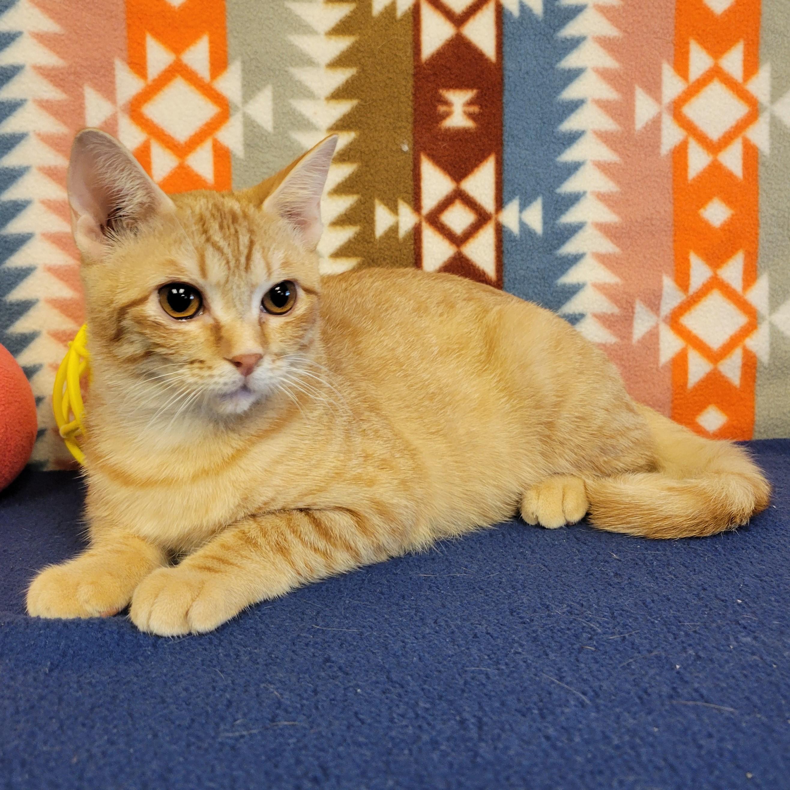 Enlarge Petra, a ADOPTABLE mixed breed in ALPINE, TX image 2/5