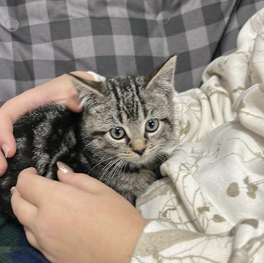 Leo, Adoptable, Kitten Male Domestic Short Hair.