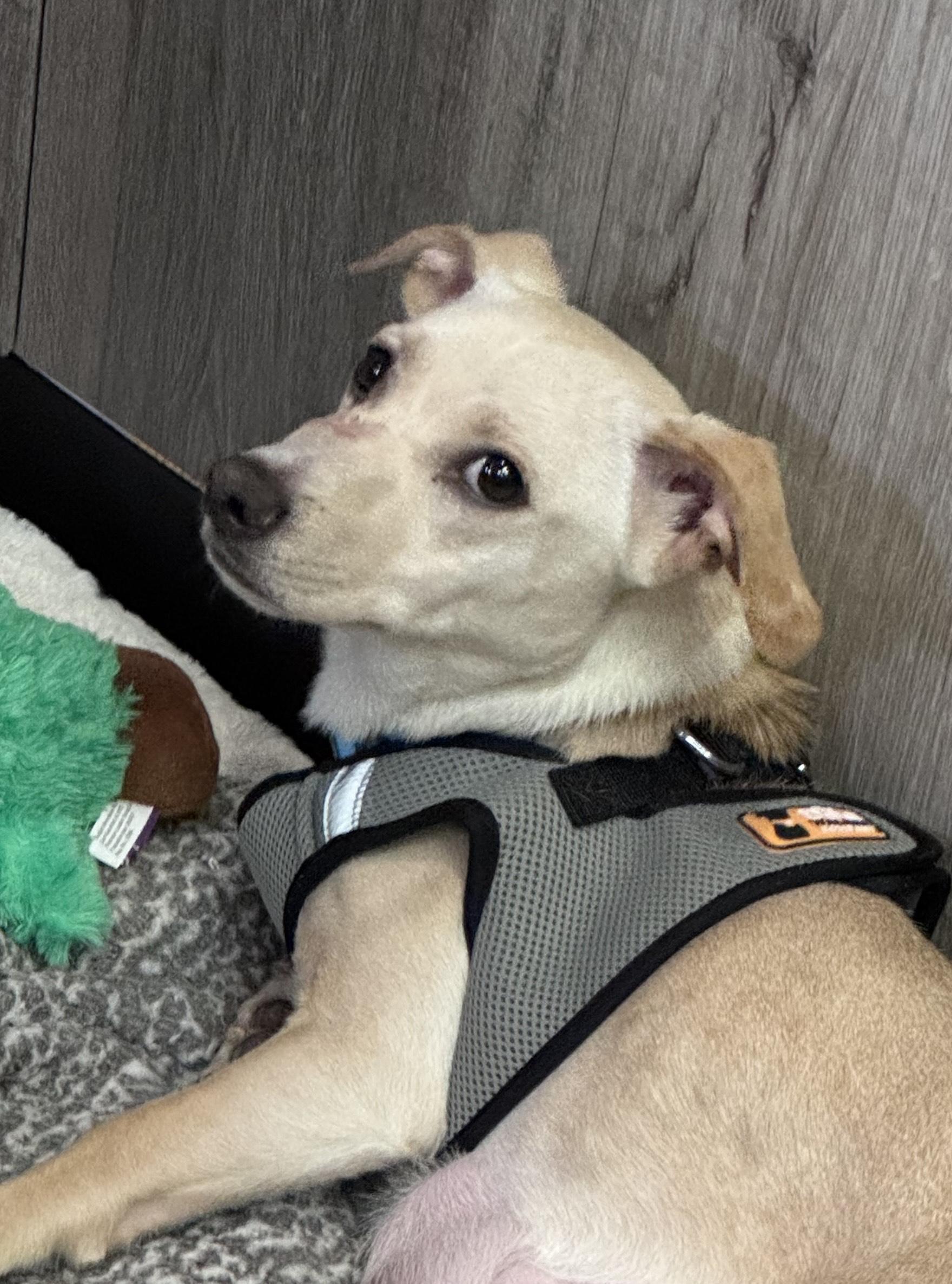 Enlarge Melrose, a ADOPTABLE Chihuahua in Thousand Oaks, CA image 2/2