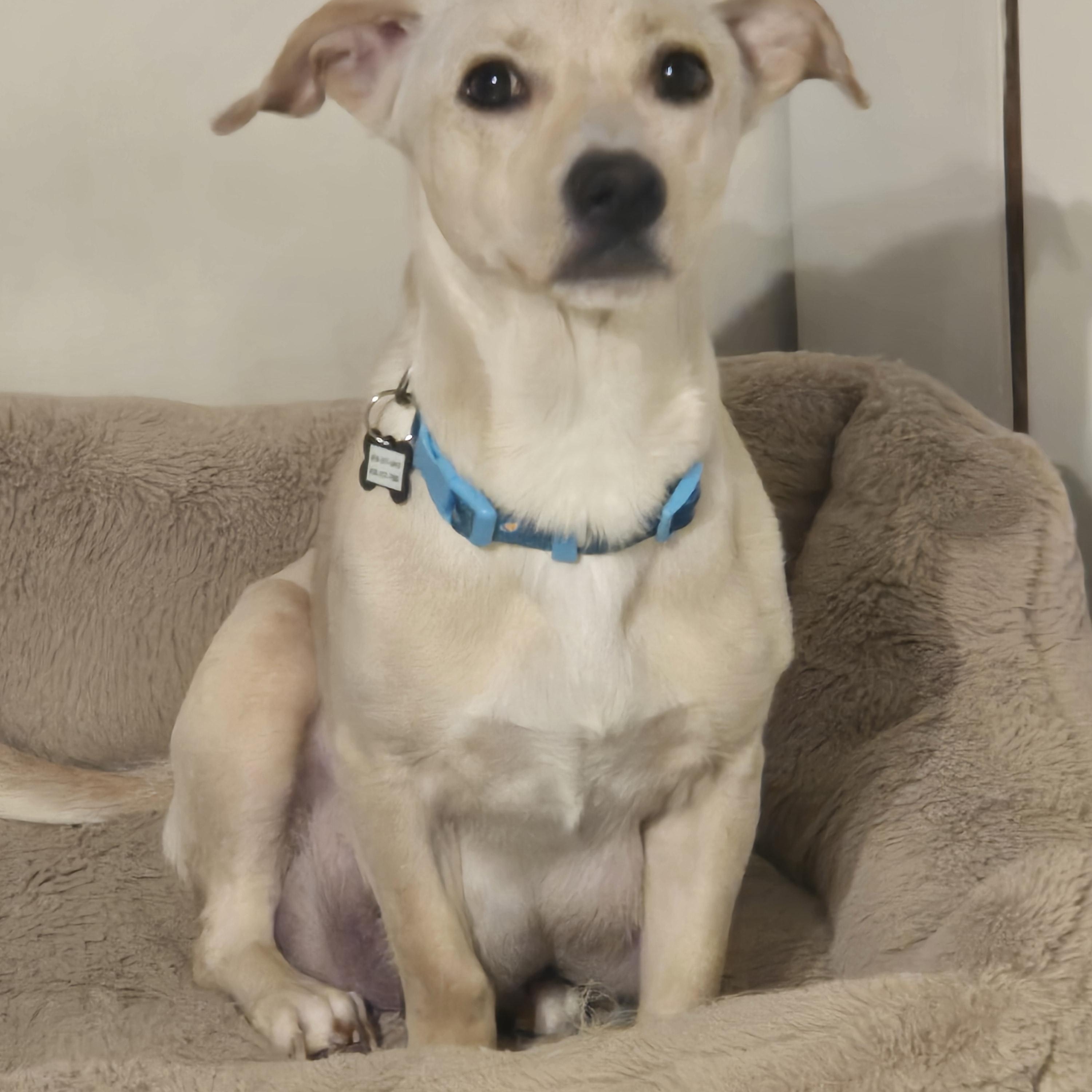 Enlarge Melrose, a ADOPTABLE Chihuahua in Thousand Oaks, CA image 1/2