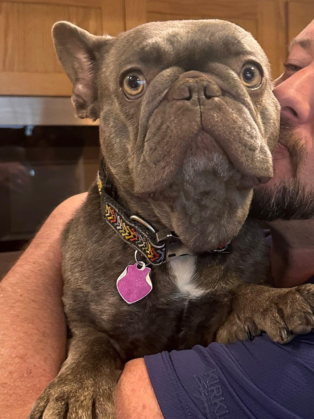 Enlarge Colette, a ADOPTABLE French Bulldog in Los Angeles, CA image 2/5