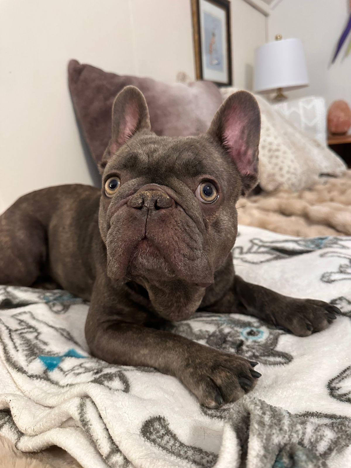 Enlarge Colette, a ADOPTABLE French Bulldog in Los Angeles, CA image 1/5
