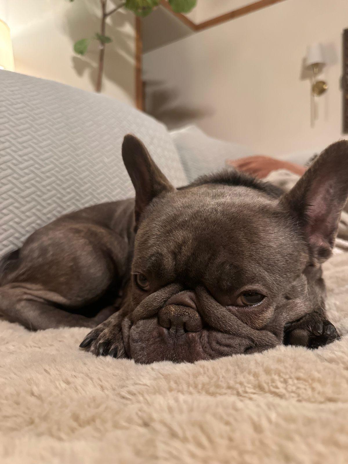 Enlarge Colette, a ADOPTABLE French Bulldog in Los Angeles, CA image 5/5