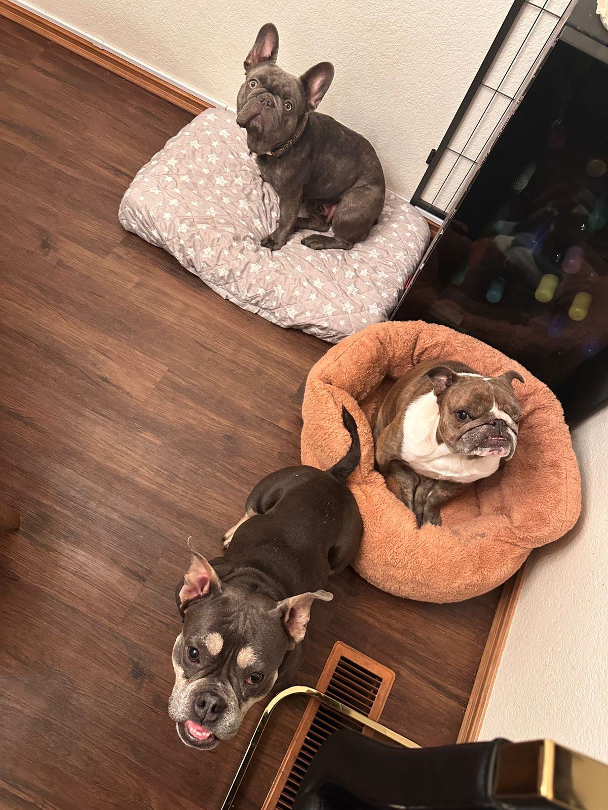 Enlarge Colette, a ADOPTABLE French Bulldog in Los Angeles, CA image 3/5