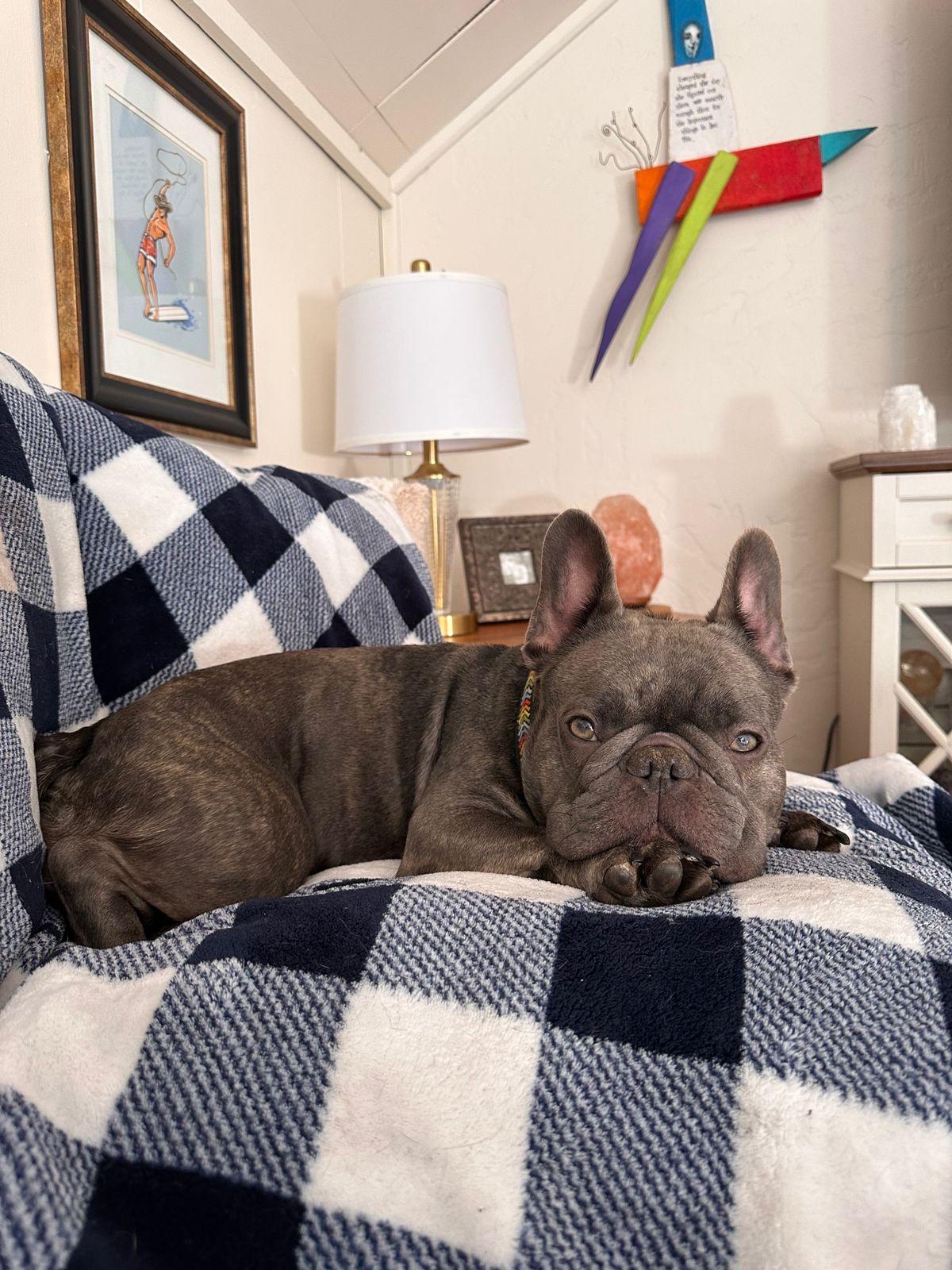 Enlarge Colette, a ADOPTABLE French Bulldog in Los Angeles, CA image 4/5