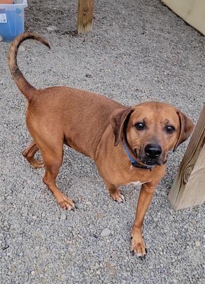 Gypsy, Adoptable, Adult Male Rhodesian Ridgeback & Mixed Breed.