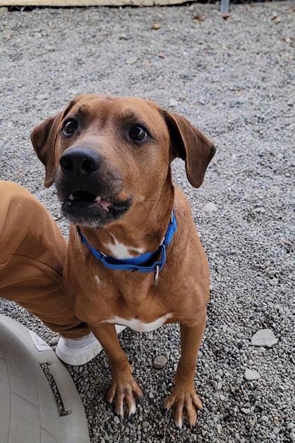 Enlarge Gypsy, a Adoptable mixed breed in Elmira, NY image 2/2