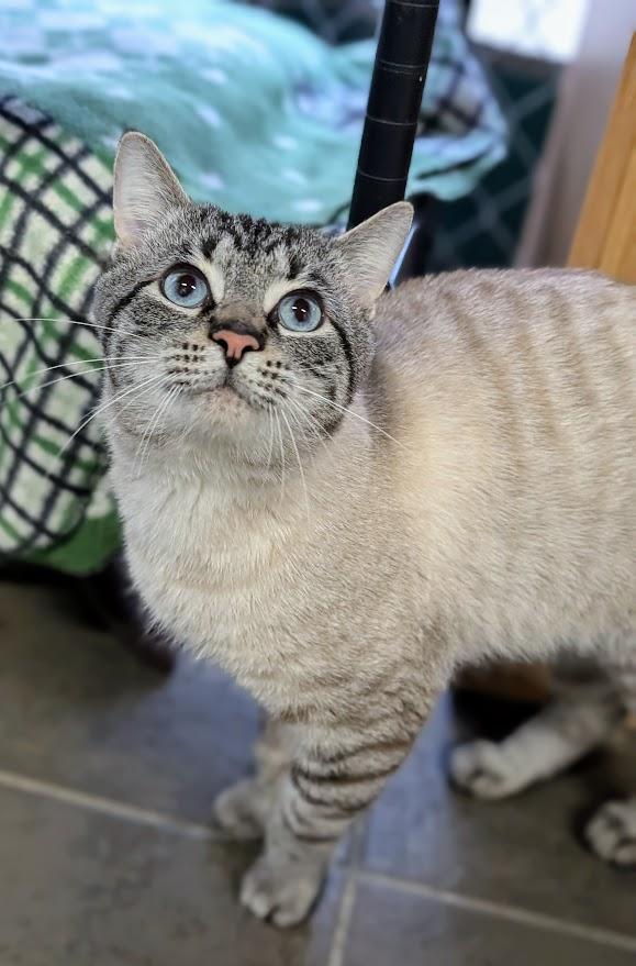 Yukon, ADOPTABLE, Adult Male Domestic Short Hair.