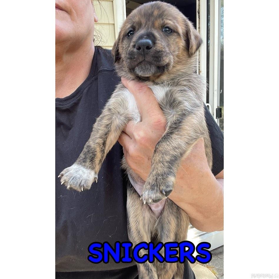 Enlarge Snickers, a Adoptable Boxer in North Charleston, SC image 1/1