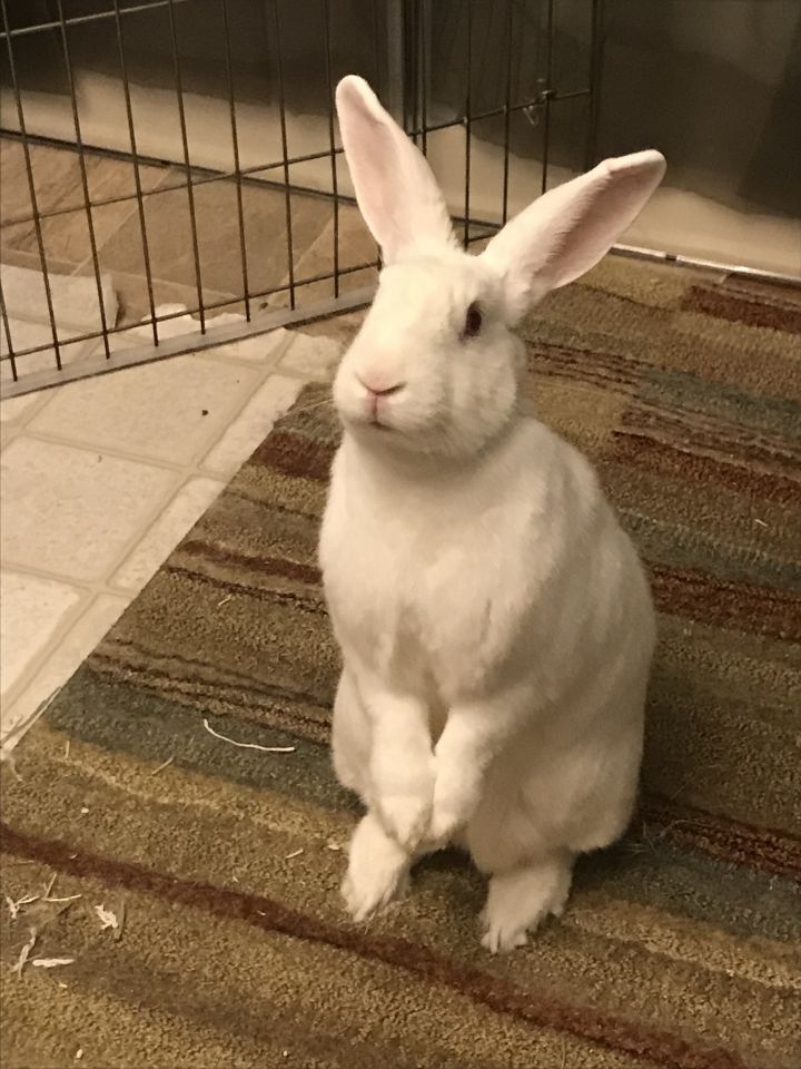 Enlarge Jack, a Adoptable New Zealand in Saint Marys, OH image 1/6