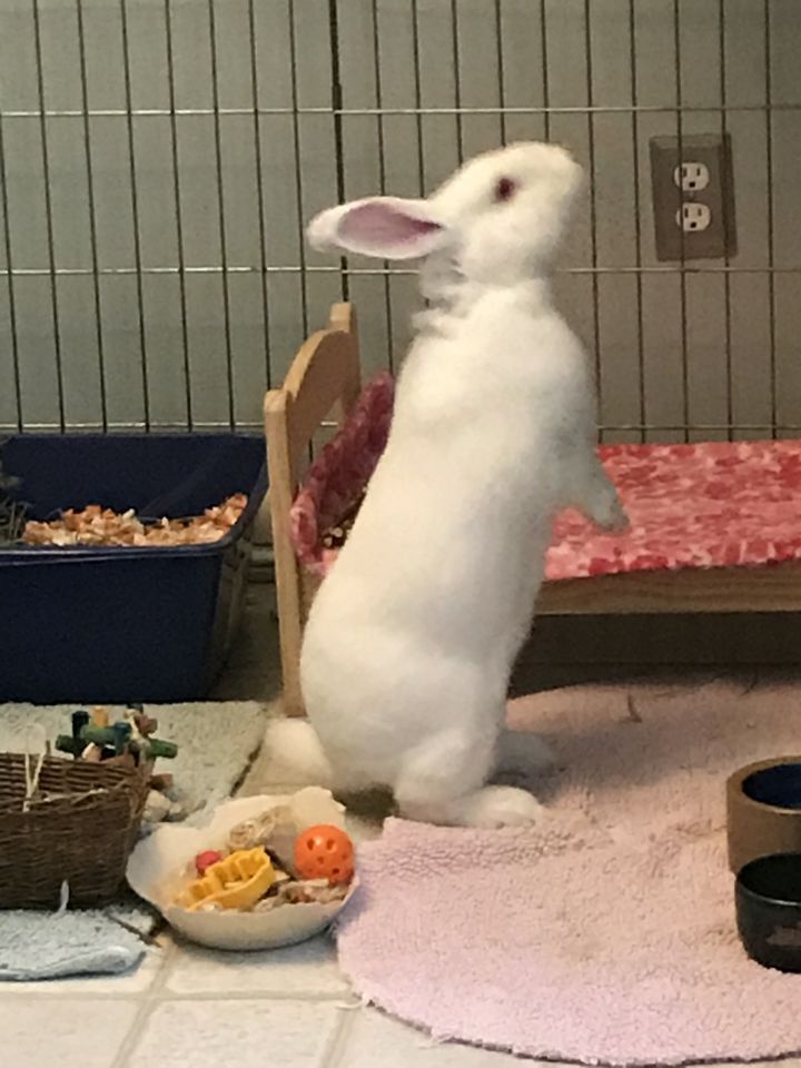 Enlarge Jack, a Adoptable New Zealand in Saint Marys, OH image 2/6