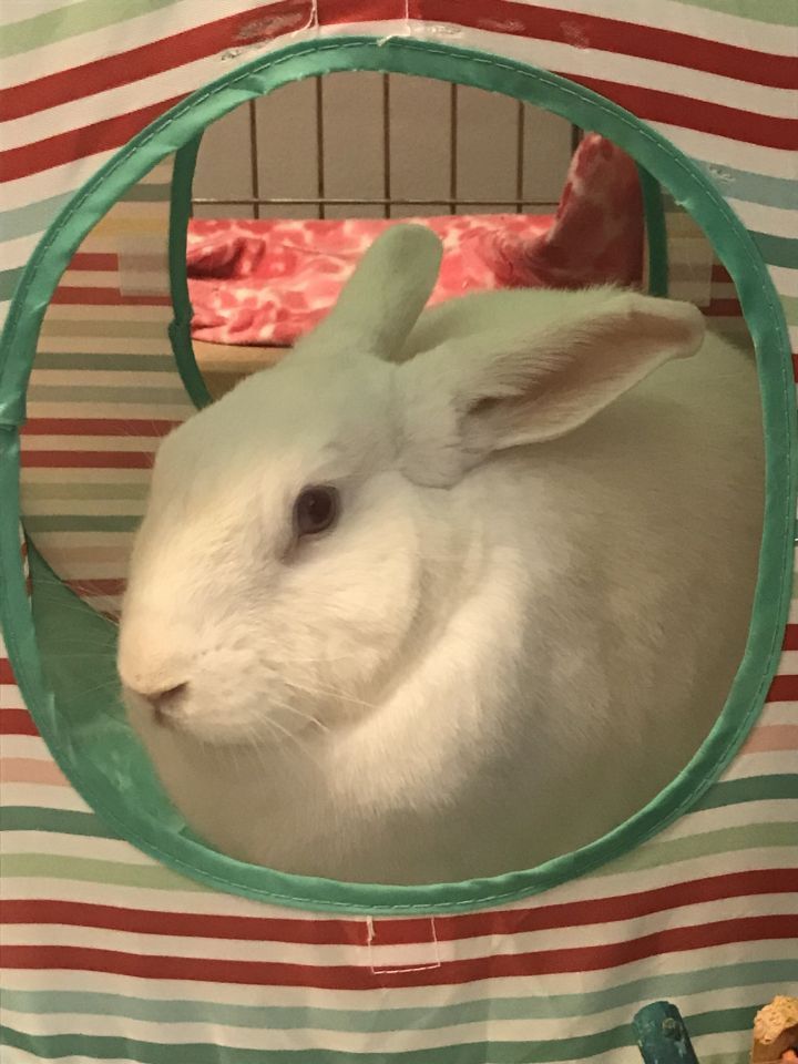 Enlarge Jack, a Adoptable New Zealand in Saint Marys, OH image 3/6