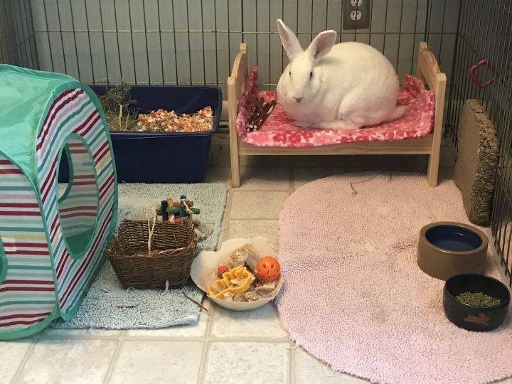 Enlarge Jack, a Adoptable New Zealand in Saint Marys, OH image 4/6