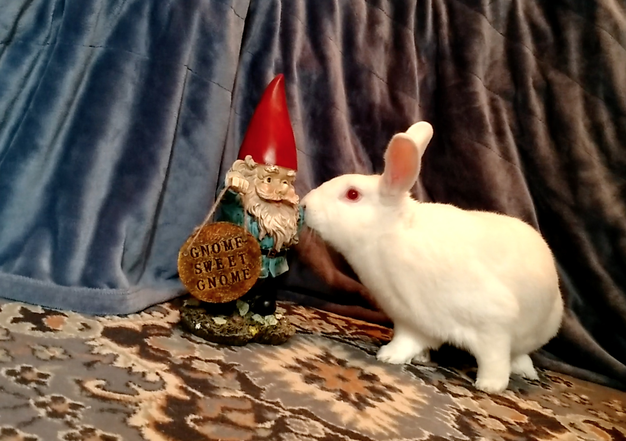 Enlarge Jack, a Adoptable New Zealand in Saint Marys, OH image 5/6