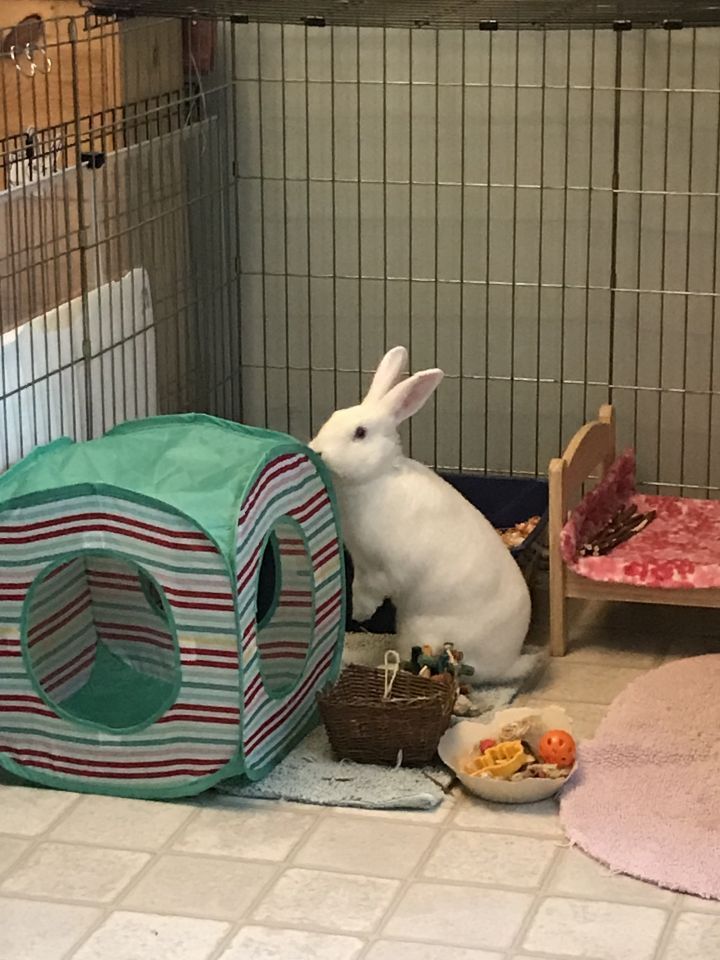 Enlarge Jack, a Adoptable New Zealand in Saint Marys, OH image 6/6