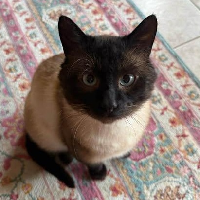 Enlarge FRANK, an adopted mixed breed in Campbell River, BC image 2/6