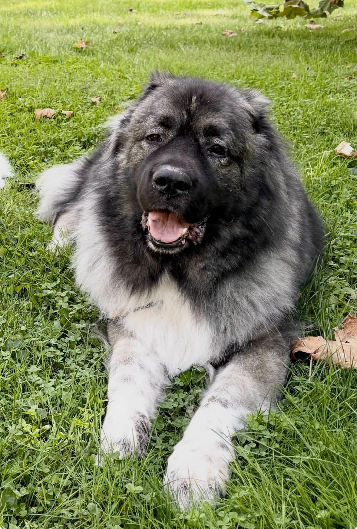 Enlarge GOLIATH- Bainbridge PA- PENDING, a Adoptable Caucasian Sheepdog / Caucasian Ovtcharka in Alvin, TX image 1/1