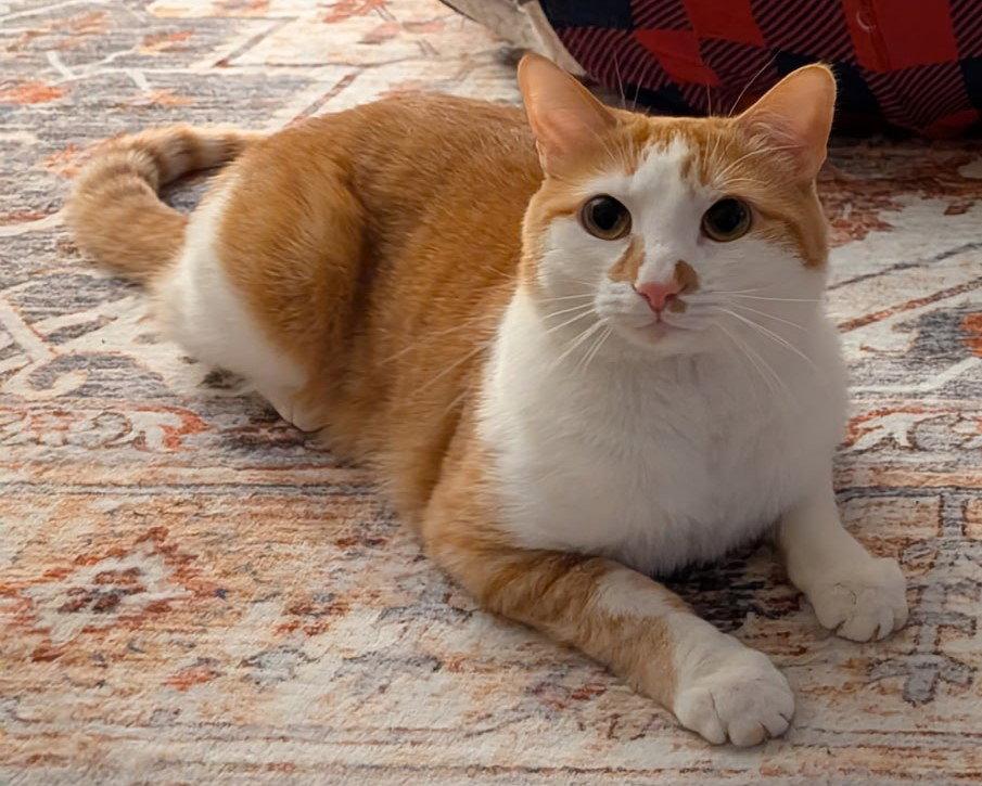 Scottie - MEET ME @ PETCO 7/11!, Adoptable, Adult Male Domestic Short Hair & Tabby.
