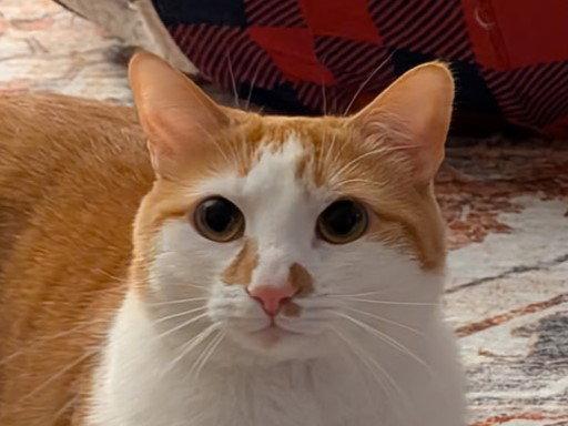 Enlarge Scottie - MEET ME @ PETCO 7/11!, a Adoptable mixed breed in Cookeville, TN image 3/3