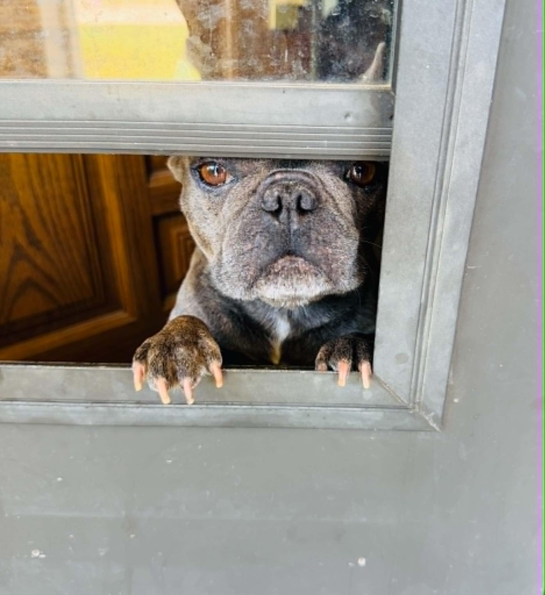 Cera, a Adoptable French Bulldog in Piedmont, OK image 1/4