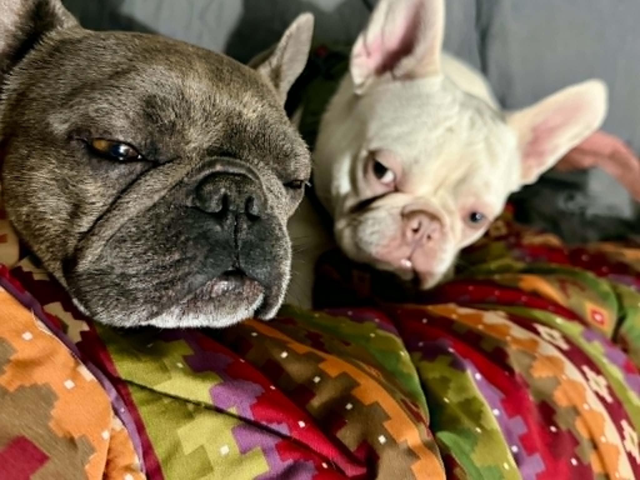 Cera, a Adoptable French Bulldog in Piedmont, OK image 2/4