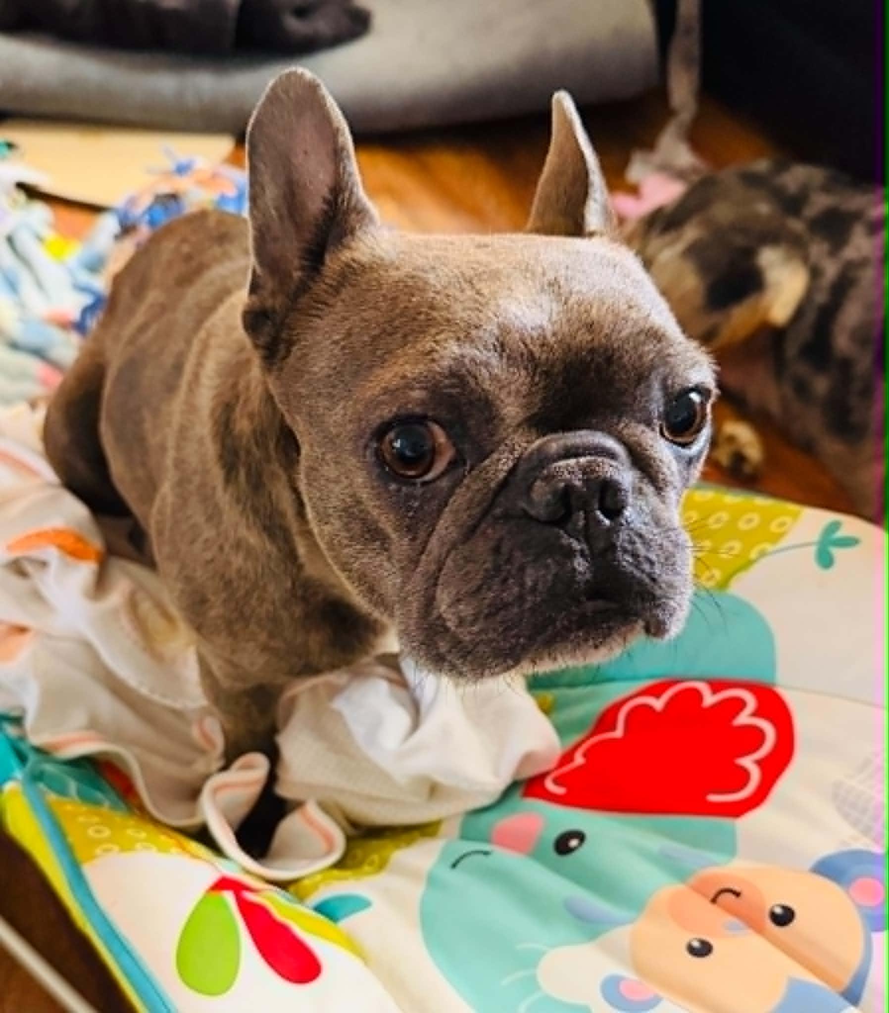 Cera, a Adoptable French Bulldog in Piedmont, OK image 3/4