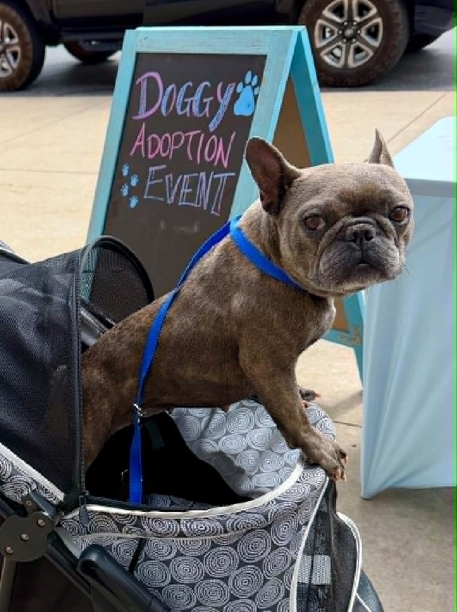 Cera, a Adoptable French Bulldog in Piedmont, OK image 4/4