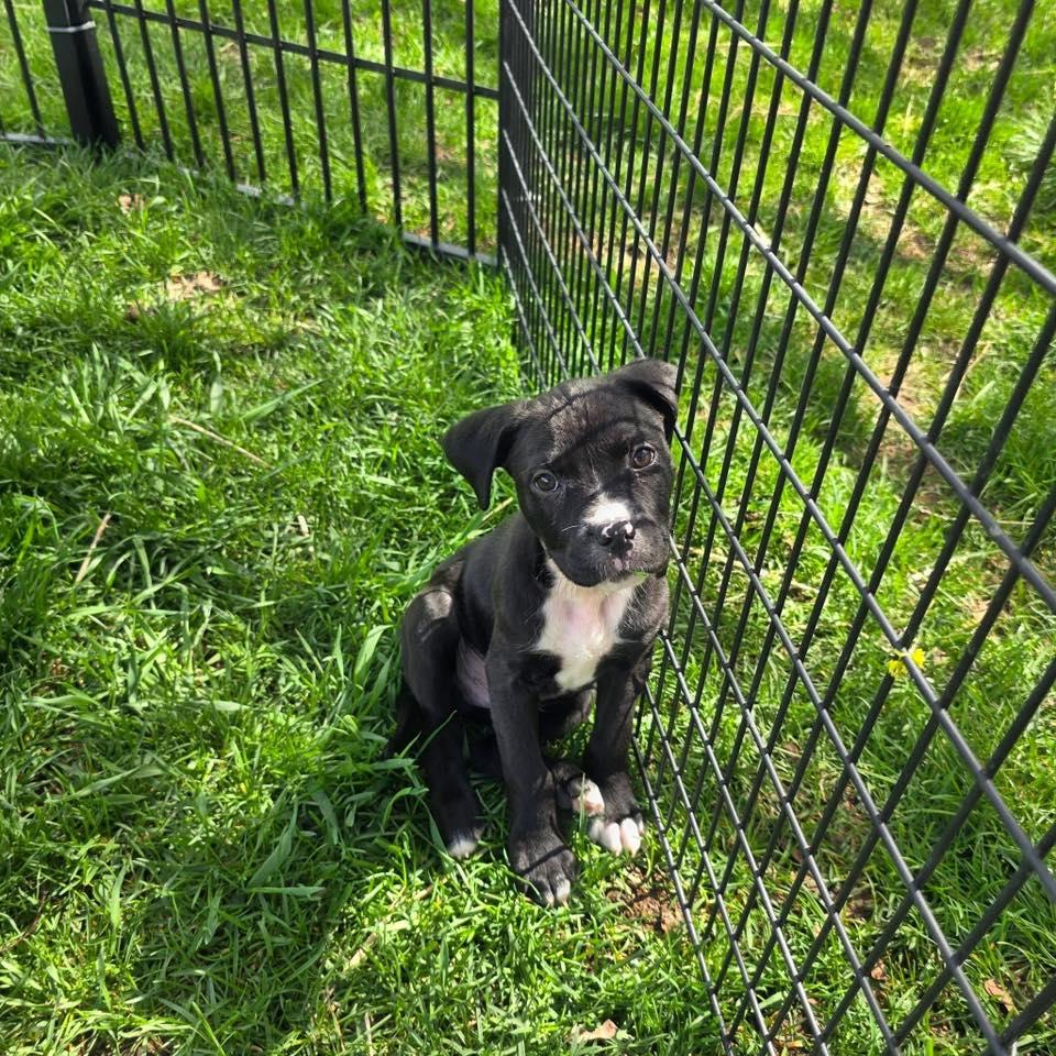 Cletus, ADOPTABLE, Puppy Male American Bulldog & Mixed Breed.