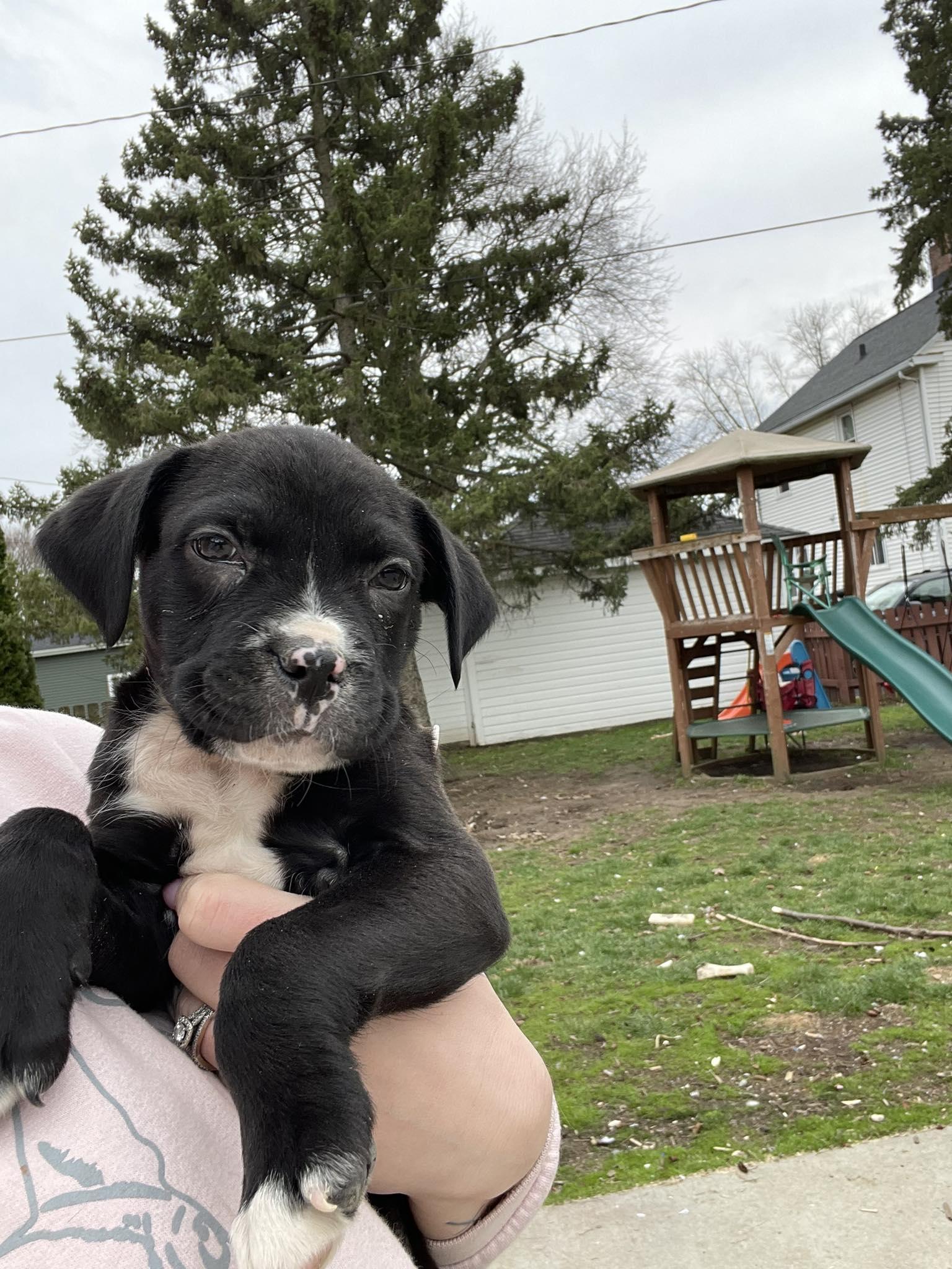 Enlarge Cletus, a ADOPTABLE mixed breed in Clinton, WI image 5/6