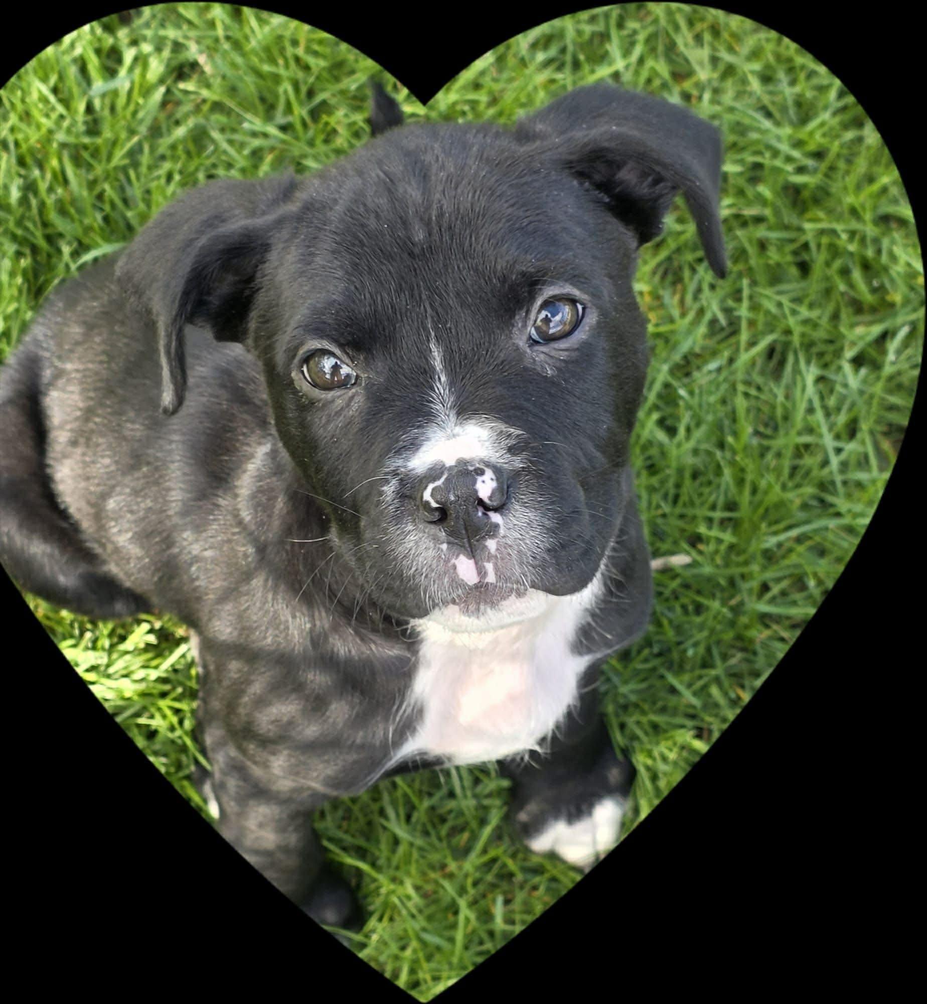 Enlarge Cletus, a ADOPTABLE mixed breed in Clinton, WI image 2/6