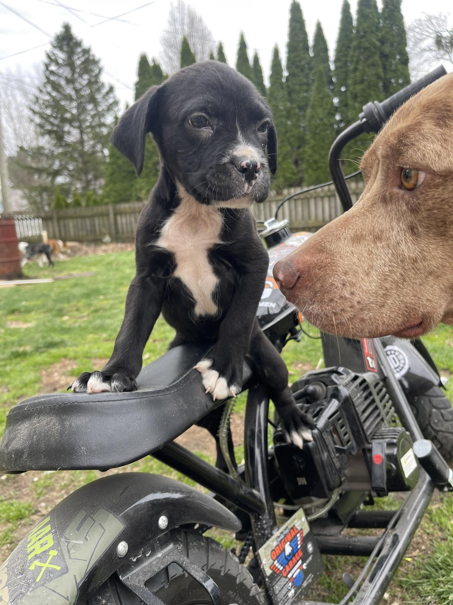 Enlarge Cletus, a ADOPTABLE mixed breed in Clinton, WI image 6/6
