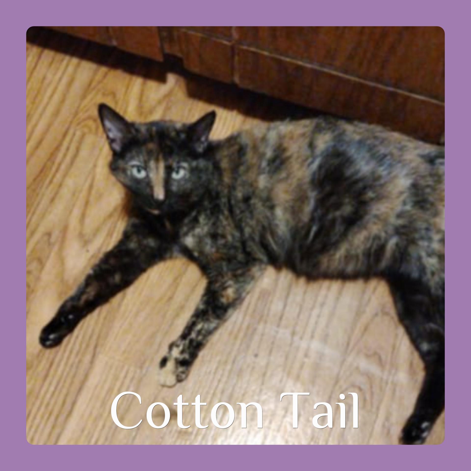 COTTON TAIL, Adoptable, Young Female Tortoiseshell.