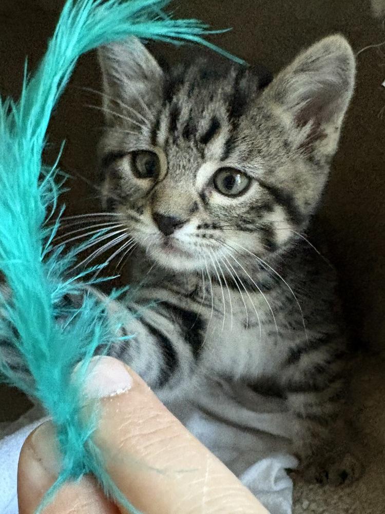 Bexley, Adoptable, Kitten Female Domestic Short Hair.