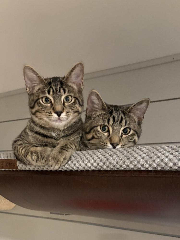 Enlarge Bexley, a Adoptable Domestic Short Hair in Lafayette, CO image 2/2